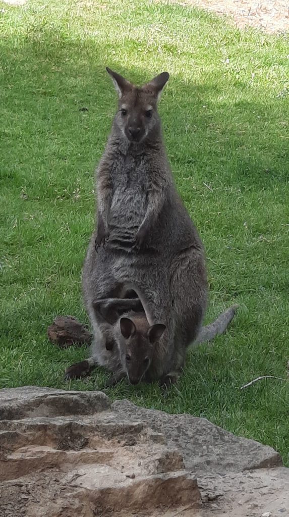 Maman kangourou et son bébé