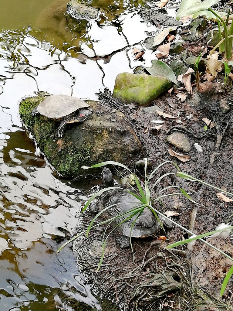 Les tortues de la serre tropicale