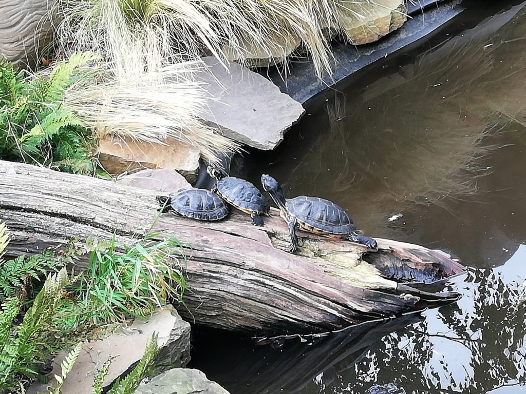 Les tortues