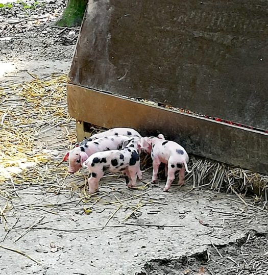 Les petits cochons