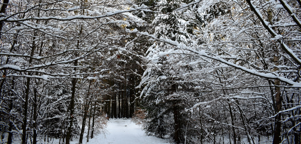 Le sentier des Celtes à Libramont