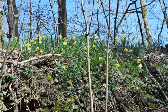 Les jonquilles sauvages