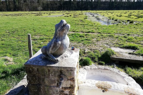 La fontaine de la rainette des marais