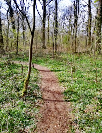 La forêt du bois brûlé