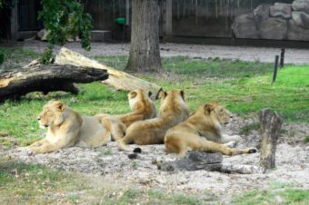 Les lions