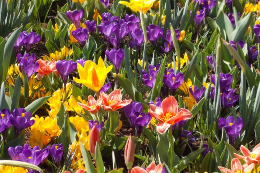 Les tapis de fleurs