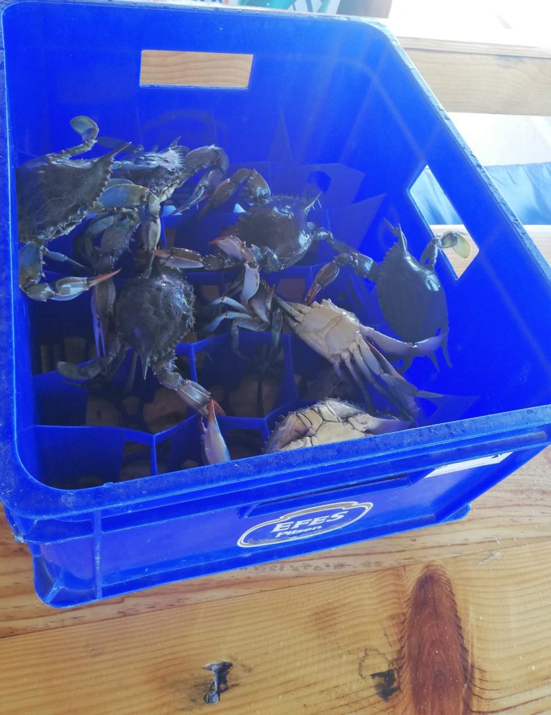 Les crabes bleus