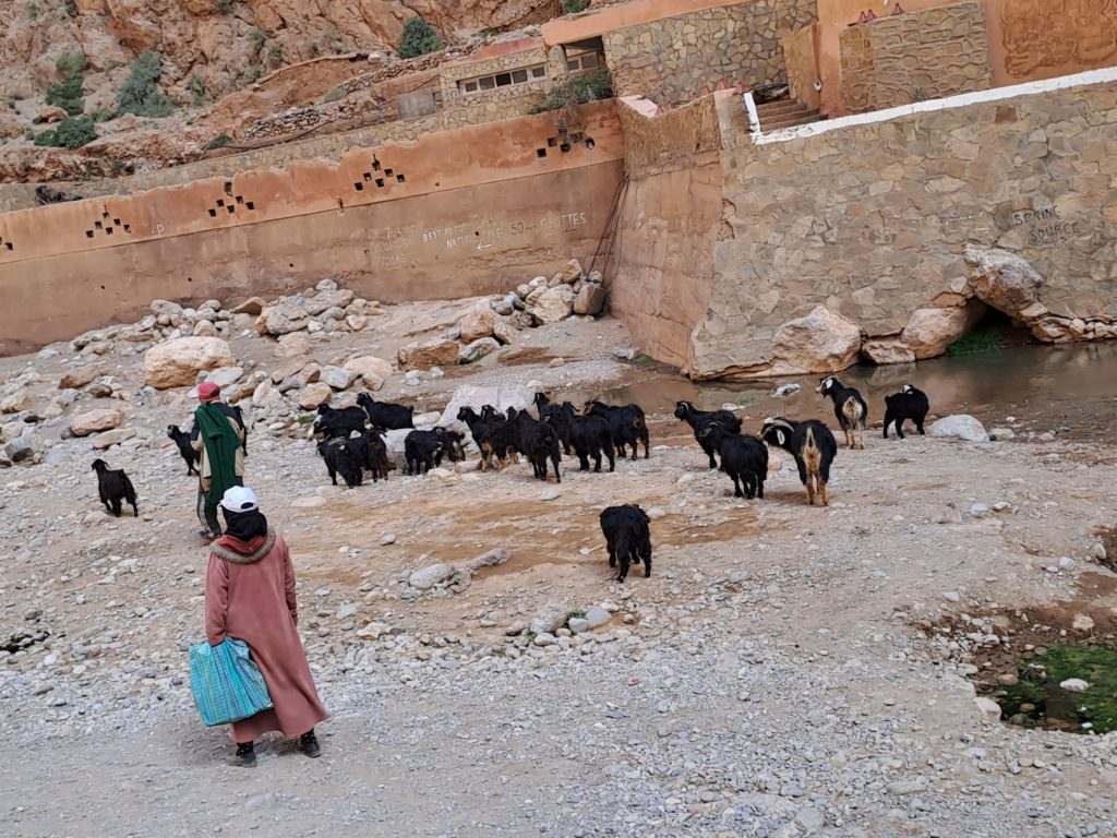 Les éleveurs dans les Gorges de Todra