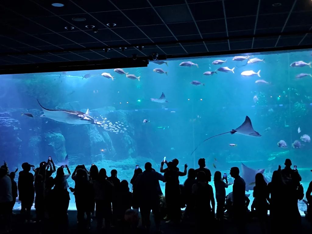 Le grand bassin de Nausicaa