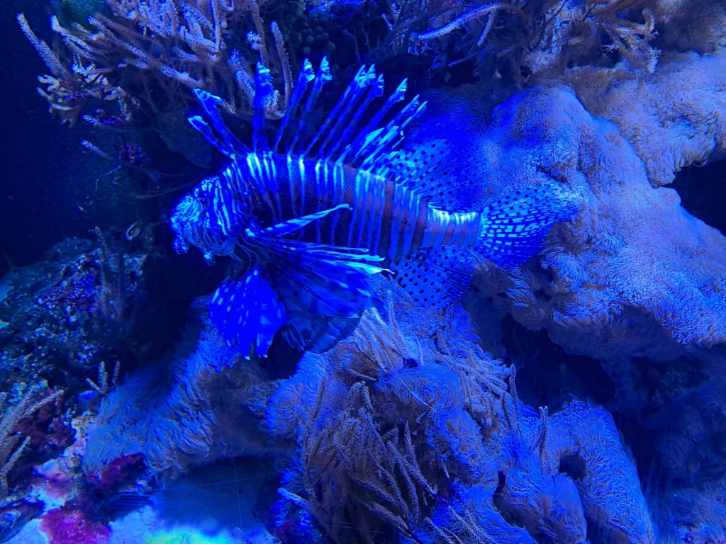 Les poissons bioluminescents à Nausicaa