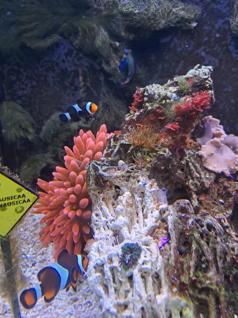 Les poissons exotiques de Nausicaa