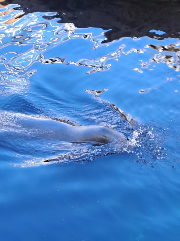Le monde des otaries à Nausicaa