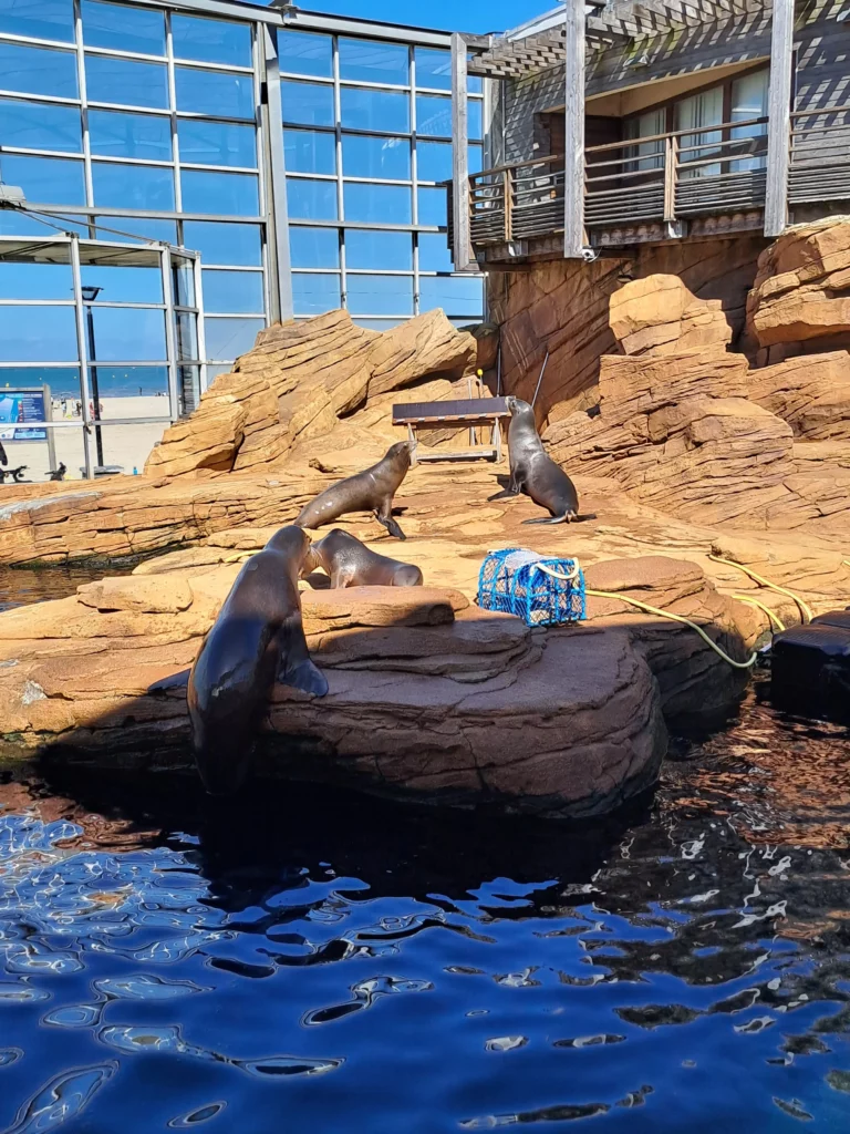 Le monde des otaries à Nausicaa