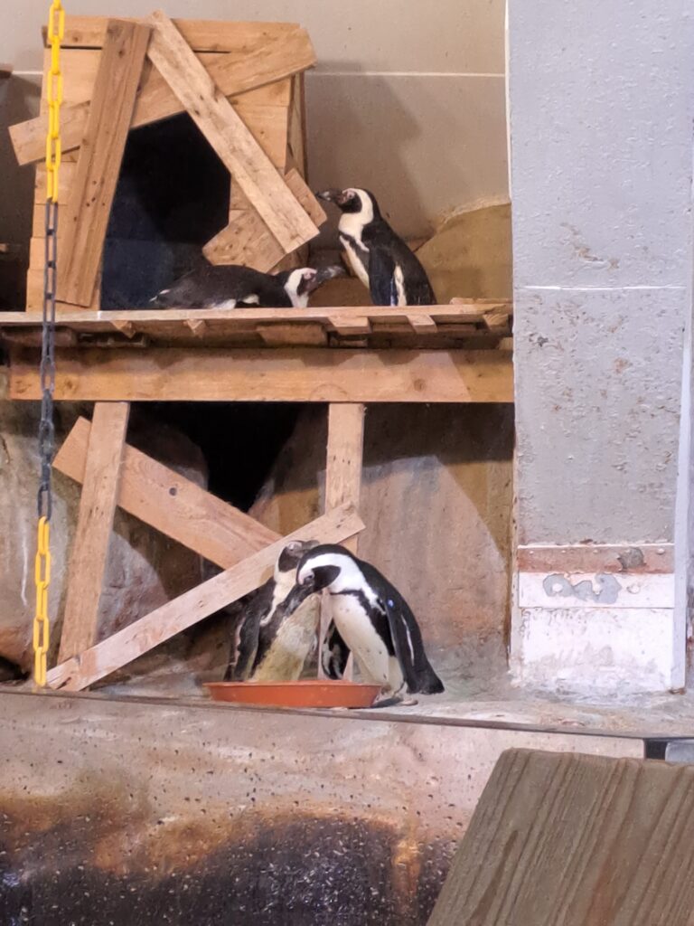 Les manchots de Nausicaa