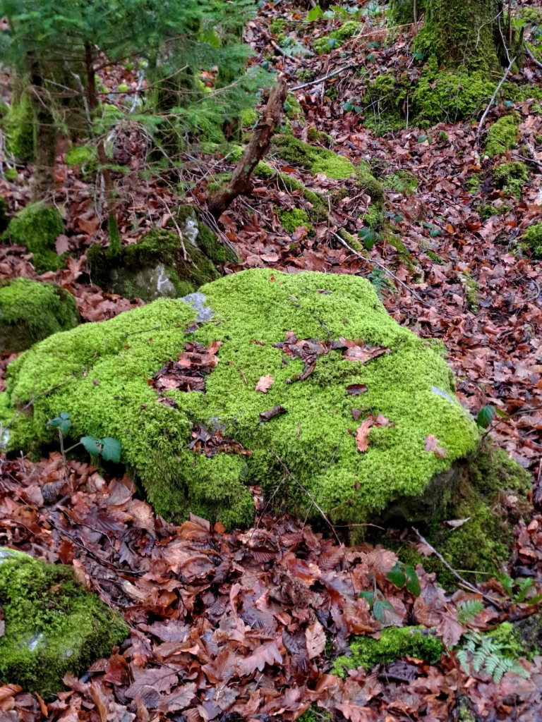 Un petit bout de Comté à la Chefna